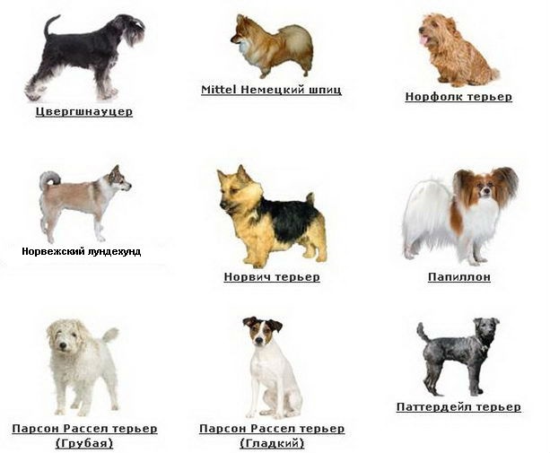 Все самые мелкие породы собак с фотографиями и названиями