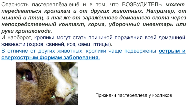 Пастереллез у кроликов: симптомы и лечение
