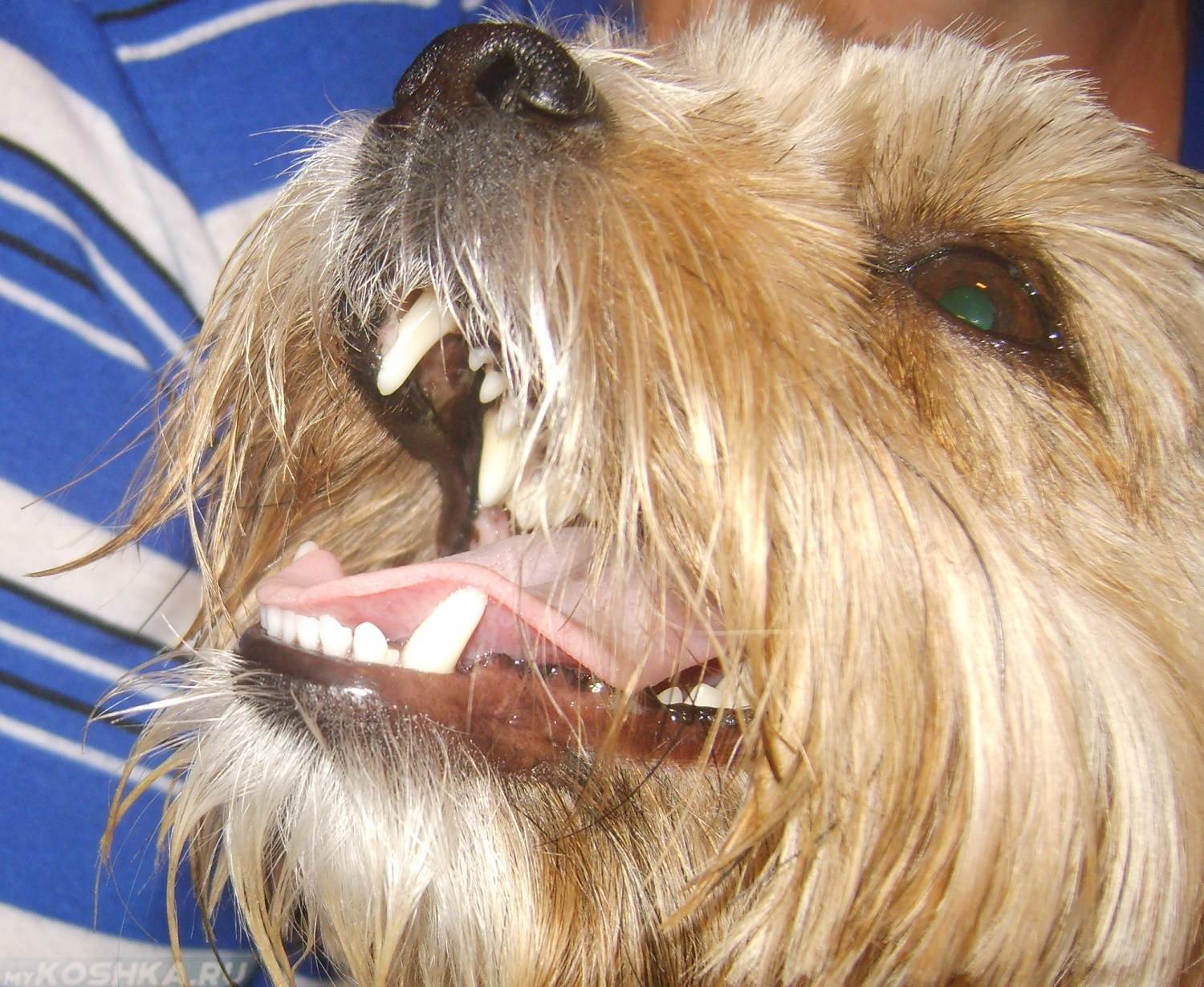 Запах изо рта у собаки: причины неприятного запаха из пасти, что делать если пахнет тухлятиной, методы лечения