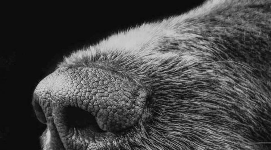 Почему собака горячая? у собаки горячий нос, уши, голова, лапы, живот, язык