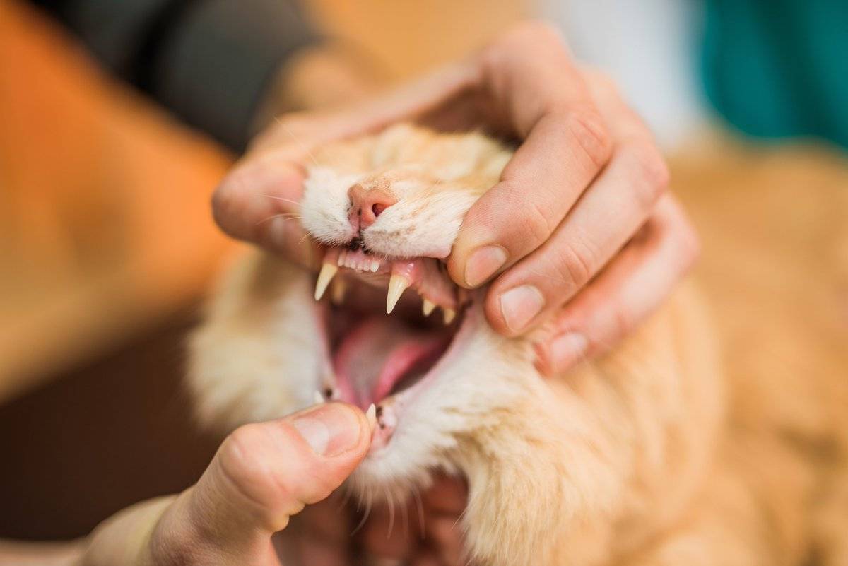 Зубной камень у кошек: почему появляется, как определить и лечить, методы профилактики