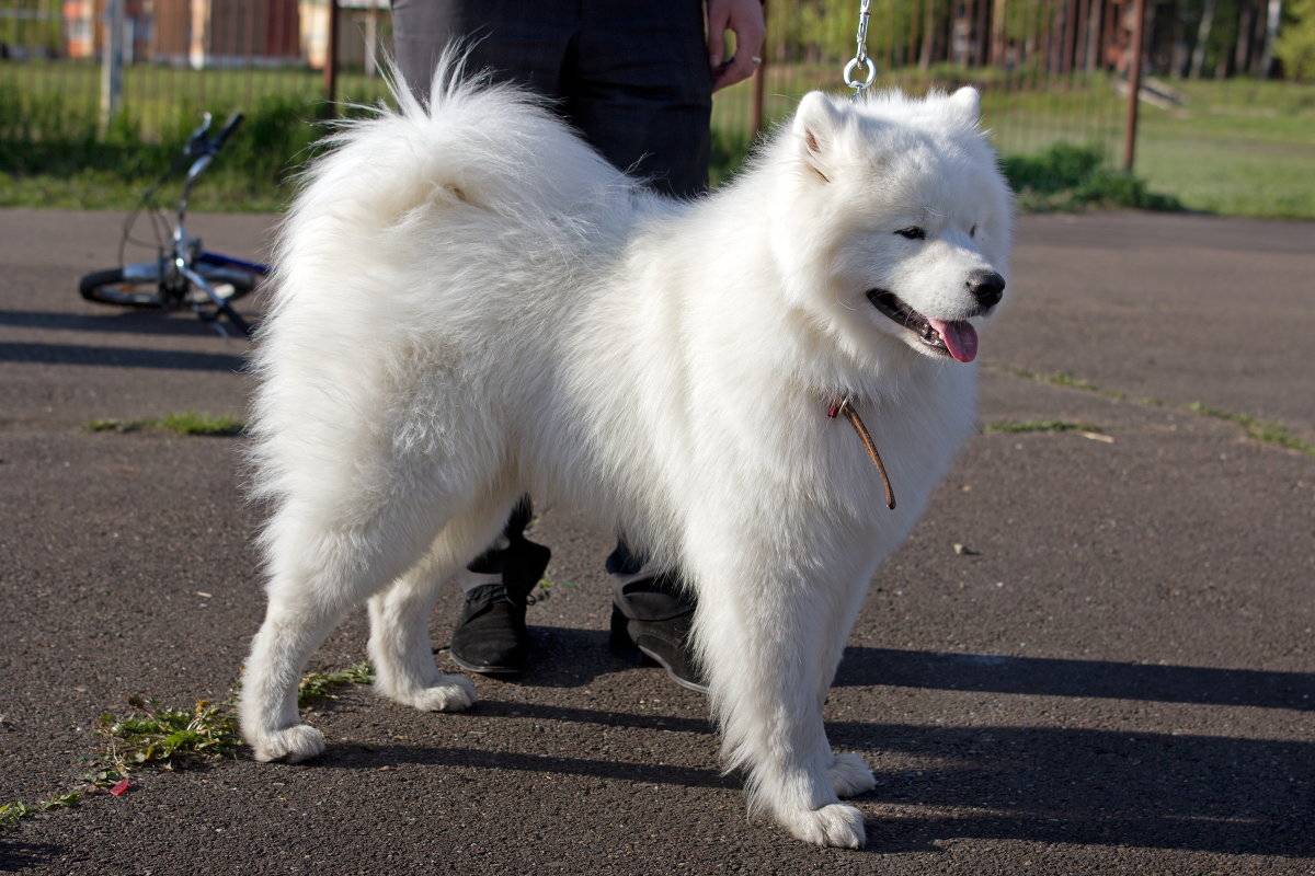 Эскимосская лайка — описание породы и характера (с фото) | все о собаках