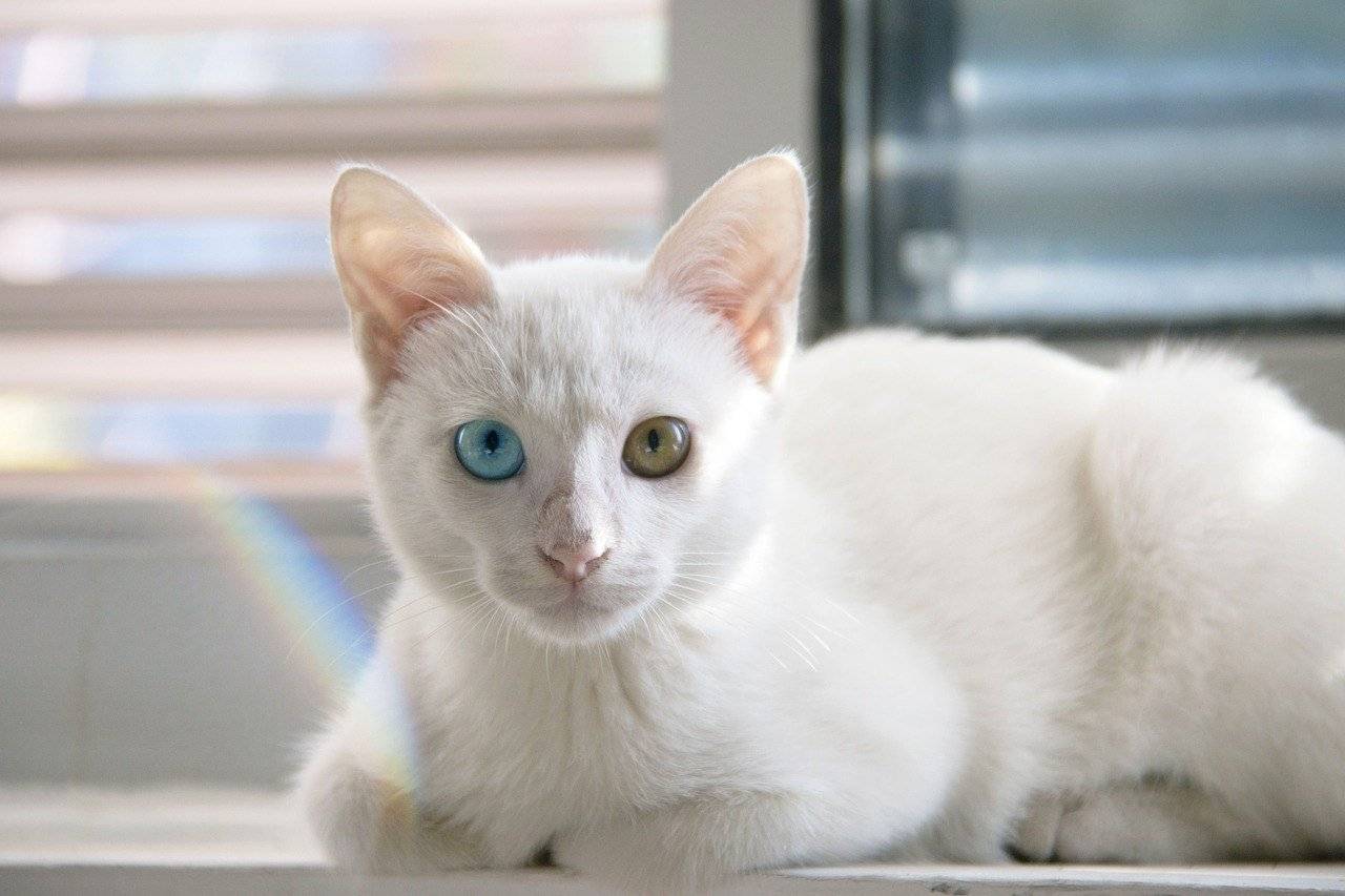 Породы кошек с голубыми глазами: топ самых голубоглазых!