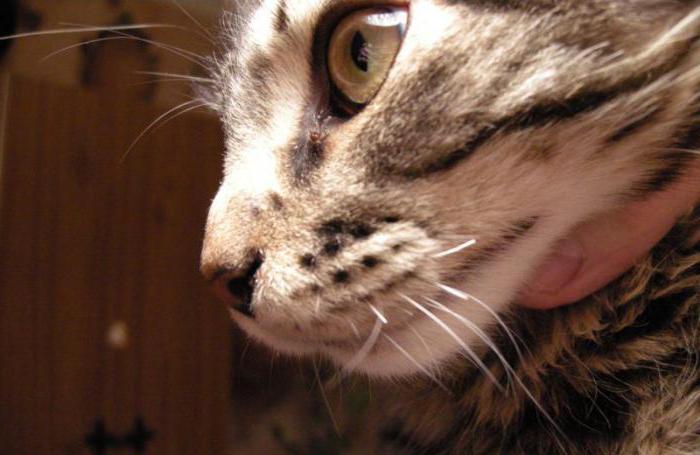 Почему у кошки выпадают усы с корнем — почему у котенка ломаются усики?