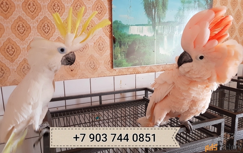 Сколько стоит попугай какаду