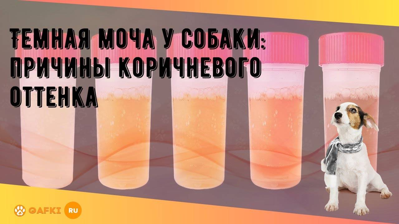 Желтая моча у собаки