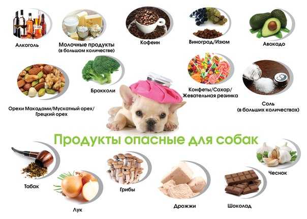 Овощи в рационе собаки