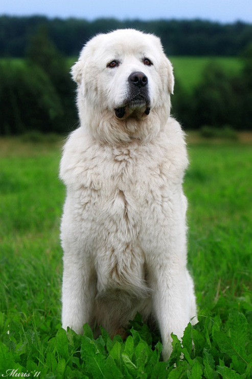 Описание породы собак польская подгалянская овчарка: характер, уход, предназначение