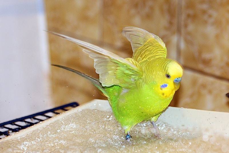 Купалка для волнистого попугая, корелла: как приучить попугая купаться в купалке