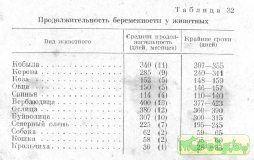 Беременность и роды кроликов: сроки, признаки, правила ухода