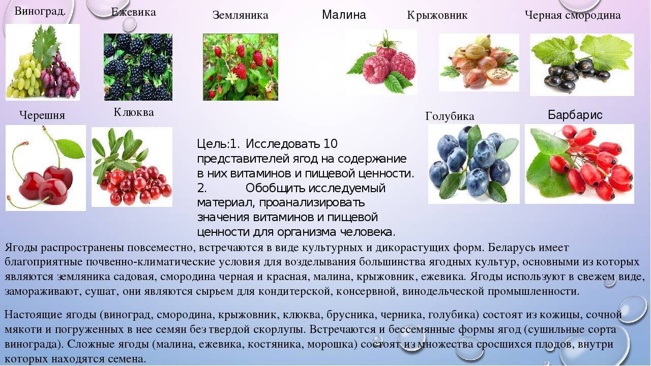 Можно ли собаке давать черешню: о полезных и лечебных свойствах, можно ли животным, особые рекомендации