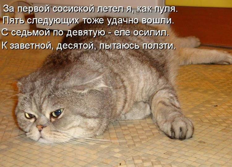 Короткие рассказы - не придуманные истории про кошек