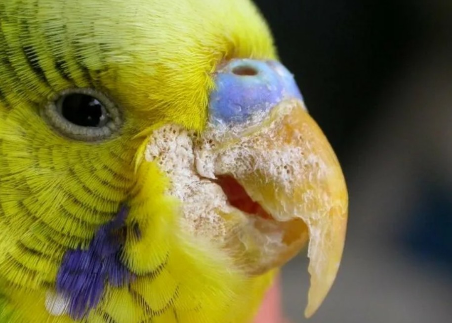 У волнистого попугая слоится клюв: почему и что делать
