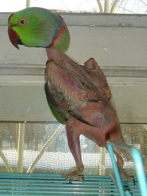 Почему у волнистого попугая выпадают перья, он чешется?