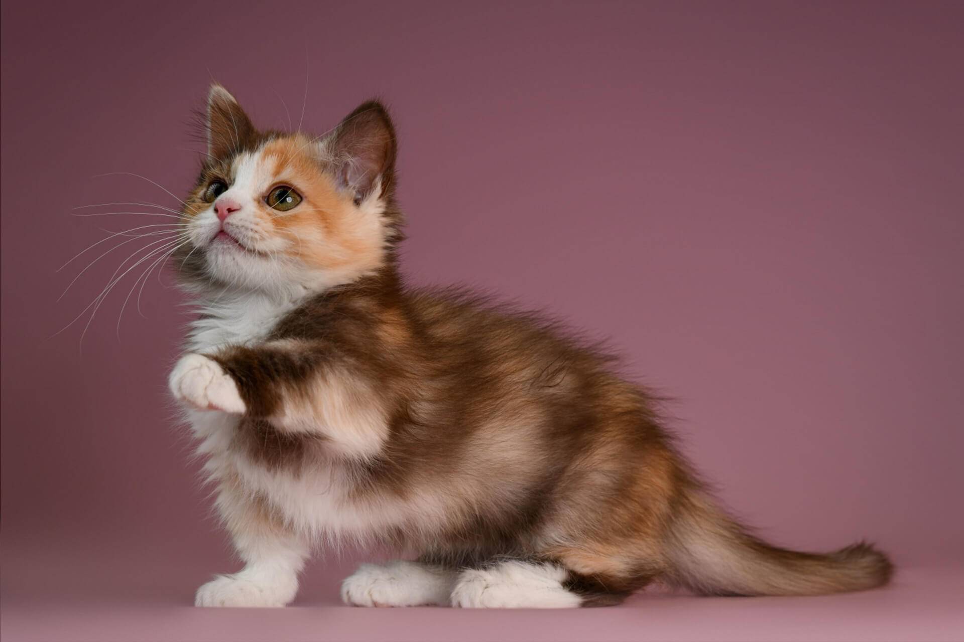 Коротколапые кошки: названия пород с короткими лапами, их описания и фото