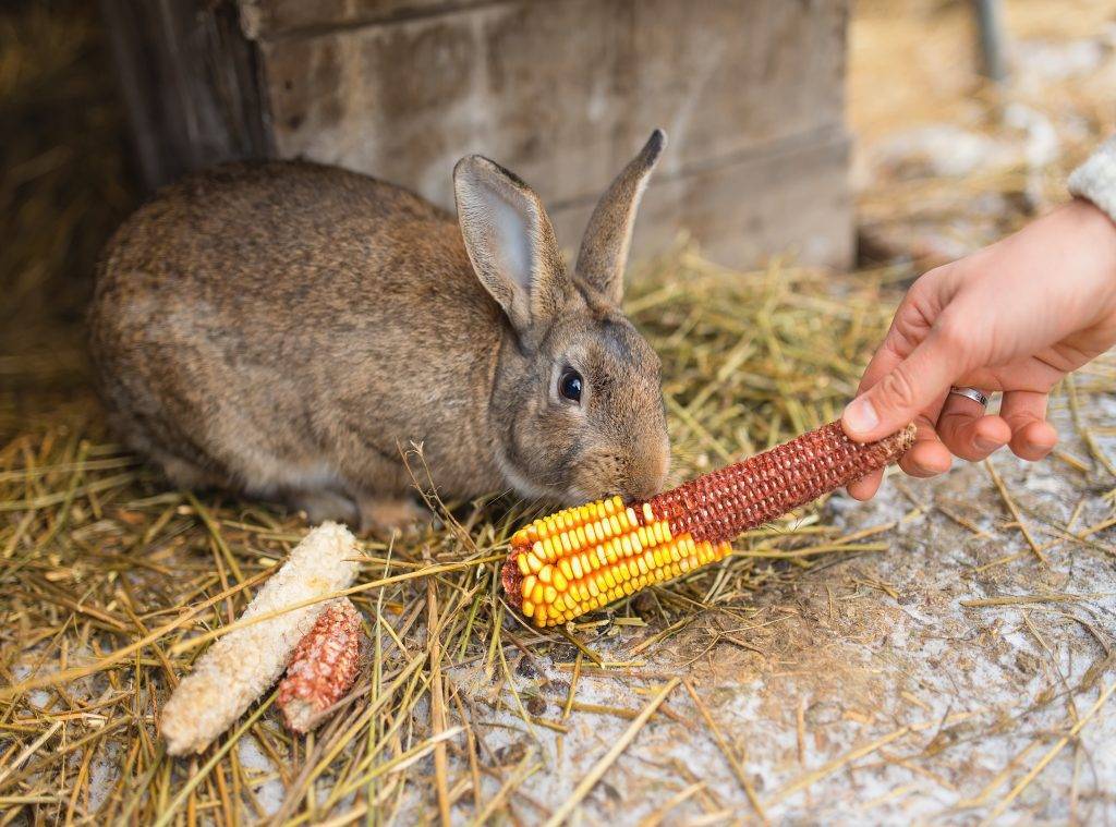 Чем кормят кроликов зимой в домашних условиях — selok.info