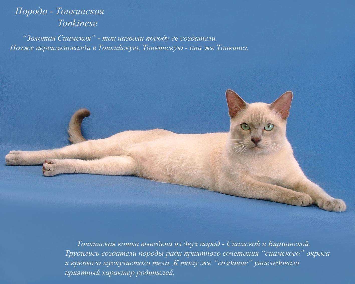 Тонкинская кошка (тонкинез): описание и характер породы, уход