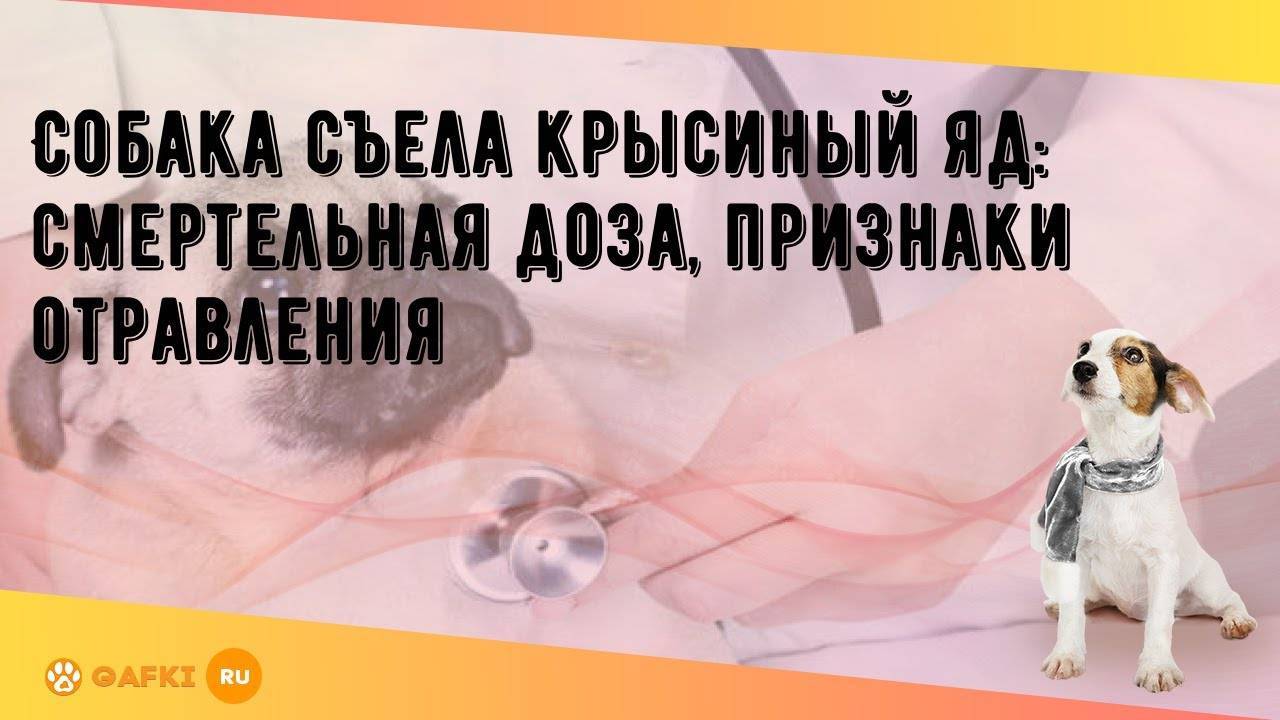 Что делать при отравлении собаки крысиным ядом?