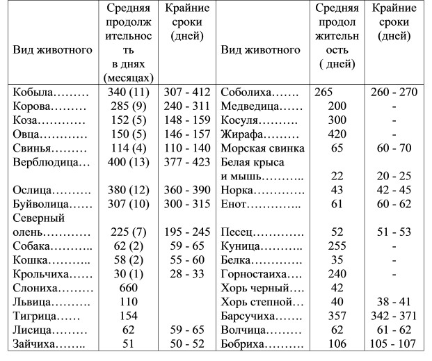 Сколько длится беременность у кроликов, и как они рожают