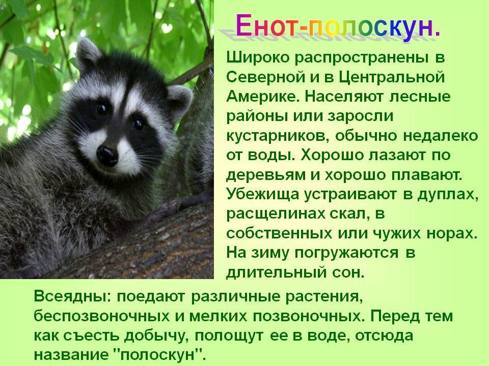 Енот полоскун животное. описание, особенности, образ жизни и среда обитания енота полоскуна