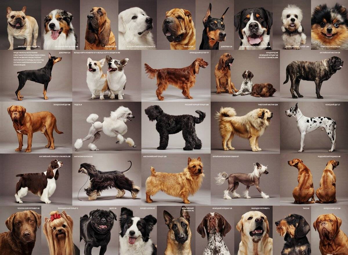 Точные данные о том, сколько на земле существует различных пород собак