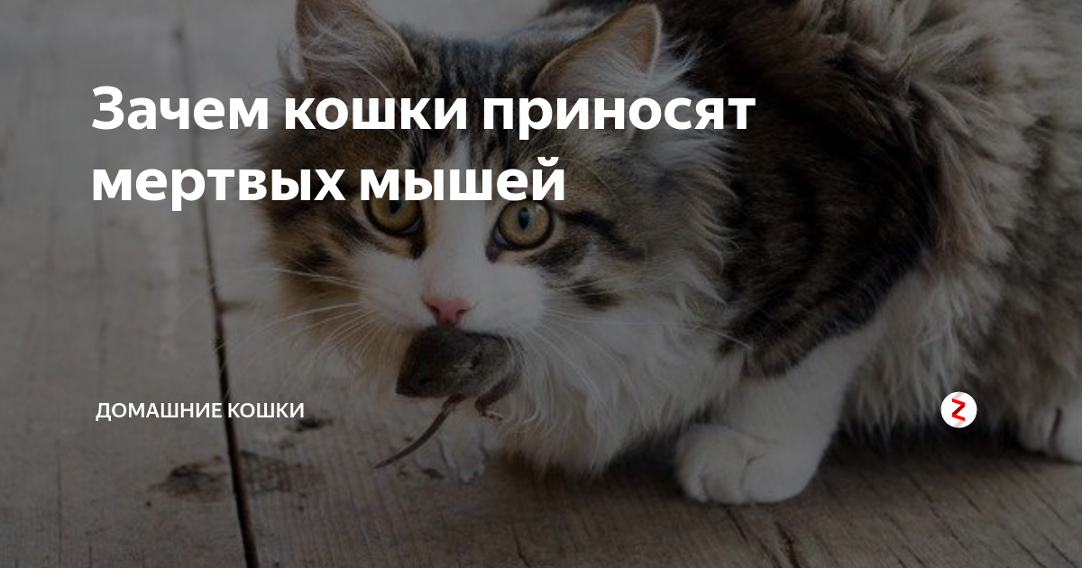 К чему приходят чужие кошки: что значит примета
