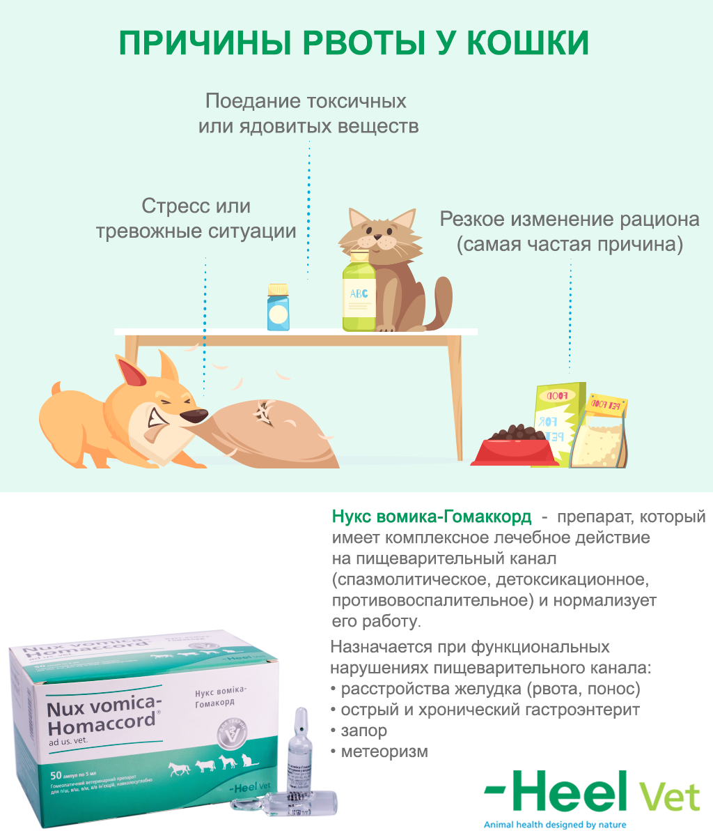 Кошку рвет слюной с белой пеной