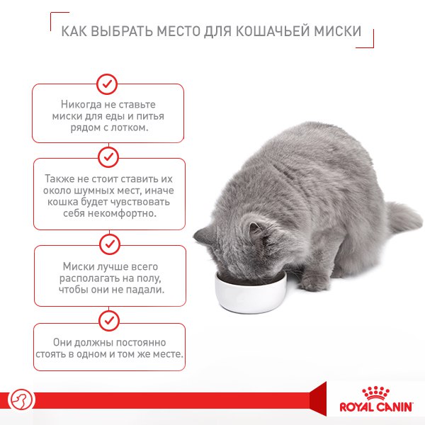 Переводим кошку на домашнюю еду | блог ветклиники "беланта"