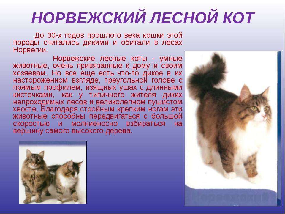Норвежская лесная кошка: описание породы, фото, характер, окрасы, сколько стоит, размеры, уход