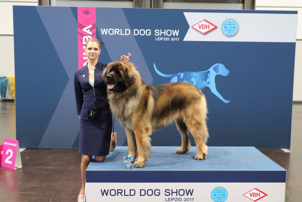 World dog show 2019 (чемпионат мира собак) | где пройдет, всемирная выставка