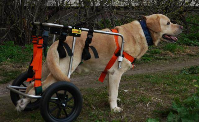 Запасные ноги для собак-инвалидов: лечебная тележка amigo