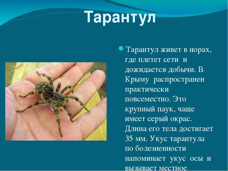 Тарантул — паук-милашка