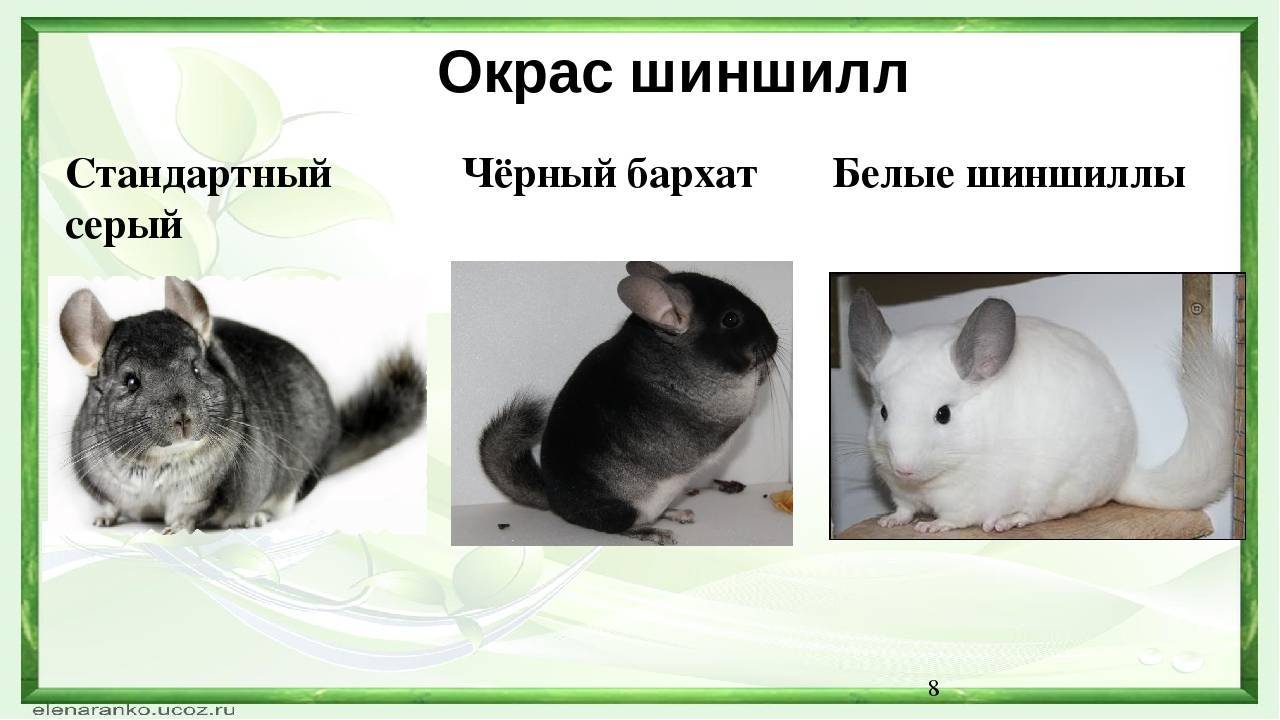 Шиншилла – между зайцем и мышью