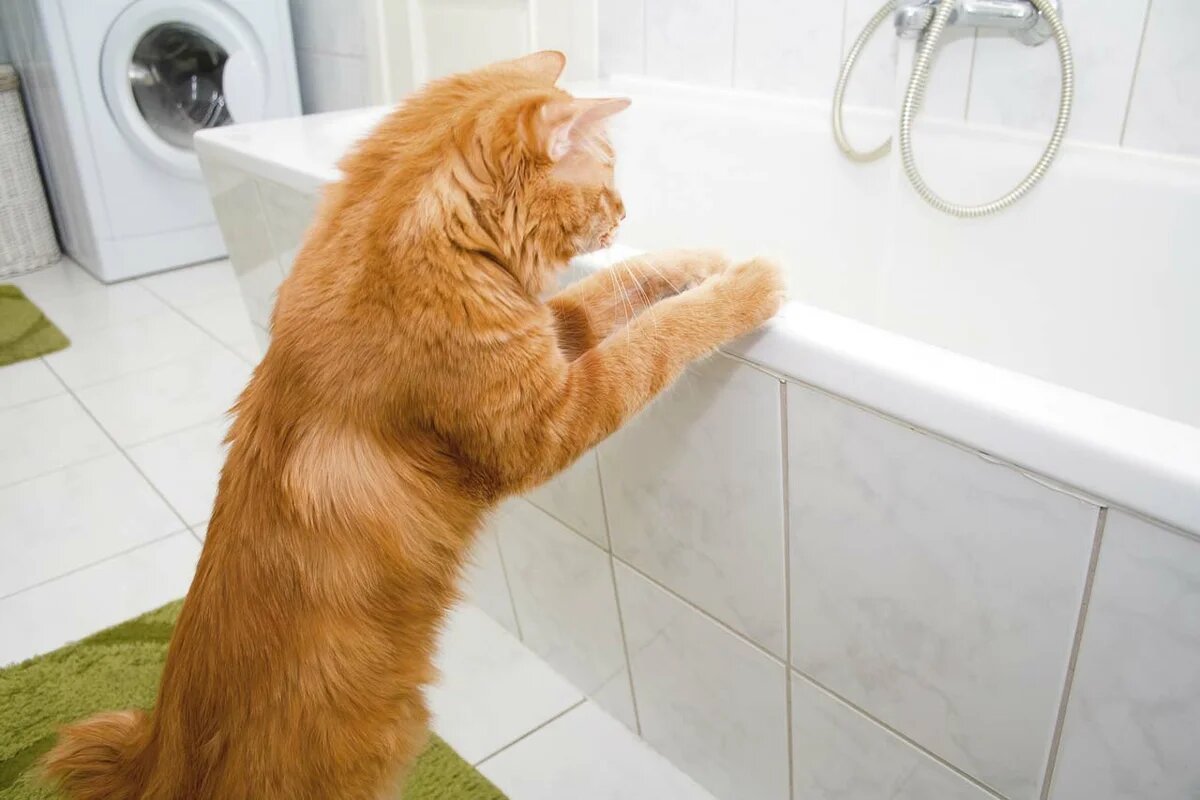 Как искупать кошку если она боится воды и царапается: эффективные способы и методы помыть питомца
