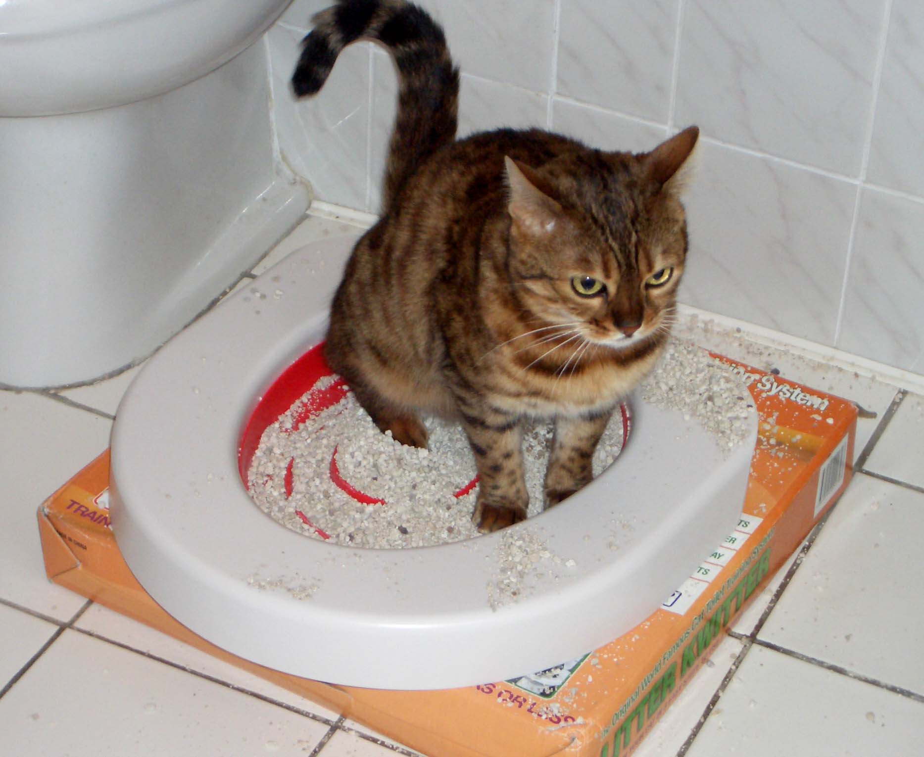 Как часто котята ходят в туалет по-большому и по-маленькому: показатели нормы (таблица), возможные проблемы и способы их решения, отзывы