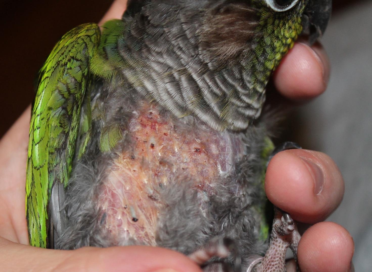 Кнемидокоптоз у волнистых попугаев: лечение заболевания (дезинфекция клетки)