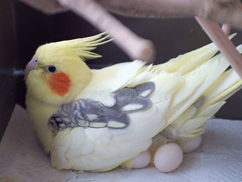 Что делать, если попугай снес яйцо -