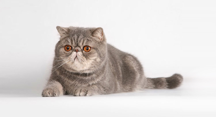 Коты с приплюснутой мордой: породы и их особенности
