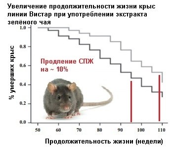 Продолжительность жизни мышей