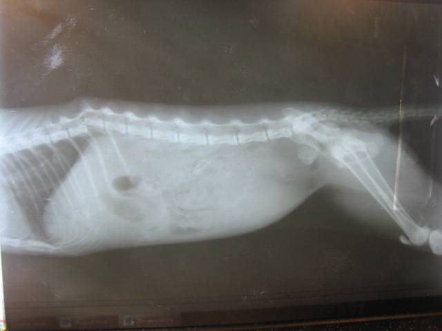 У кошки сломан хвост: что делать, если сломался кончик или основание, как лечить перелом?