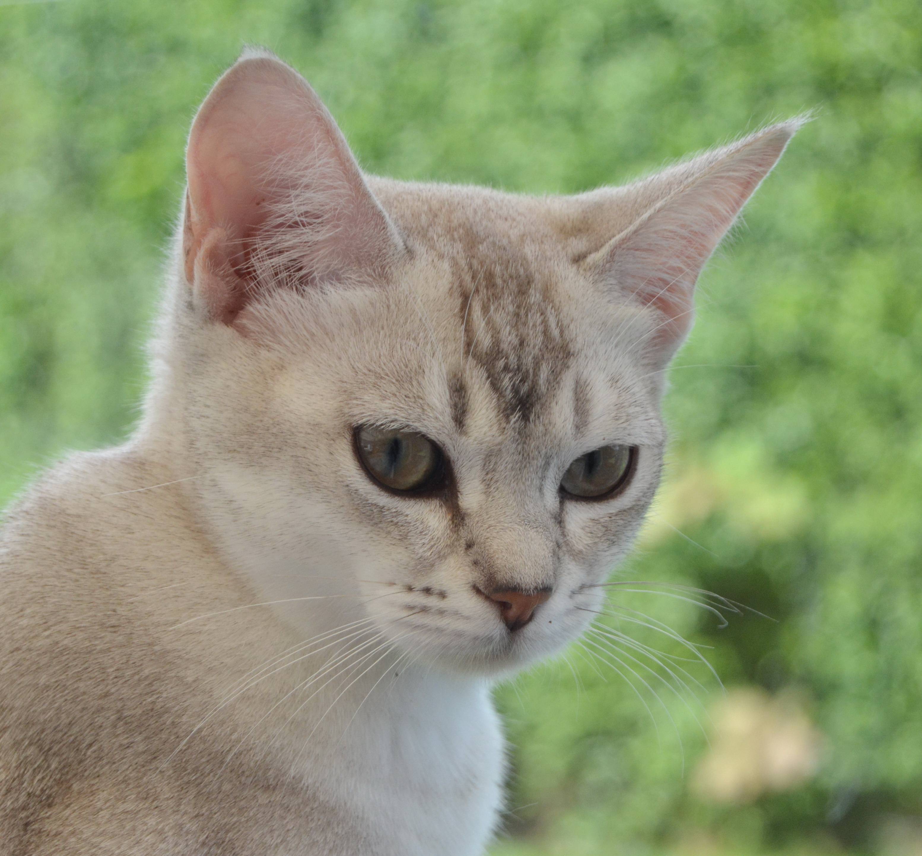 Кошка породы бурмилла с необычной внешностью и мраморной шерстью