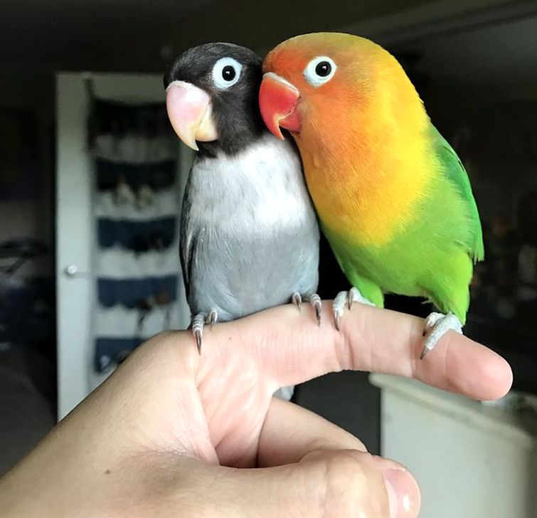 Красивые и прикольные имена для попугаев мальчиков волнистых