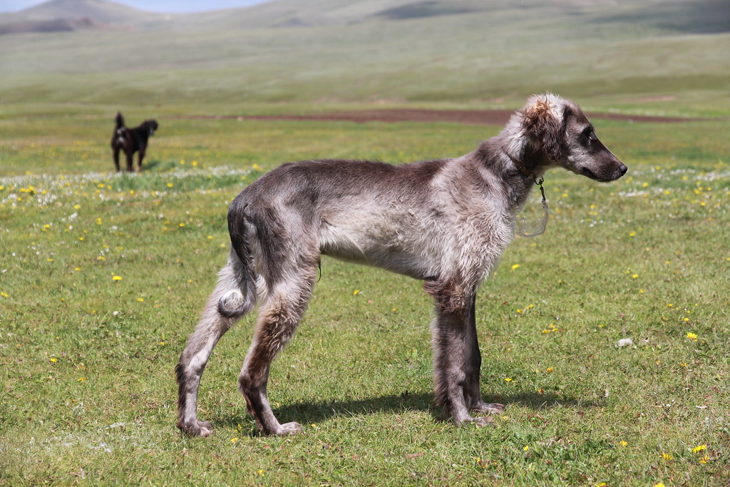 Тайган — описание породы и характер собаки
