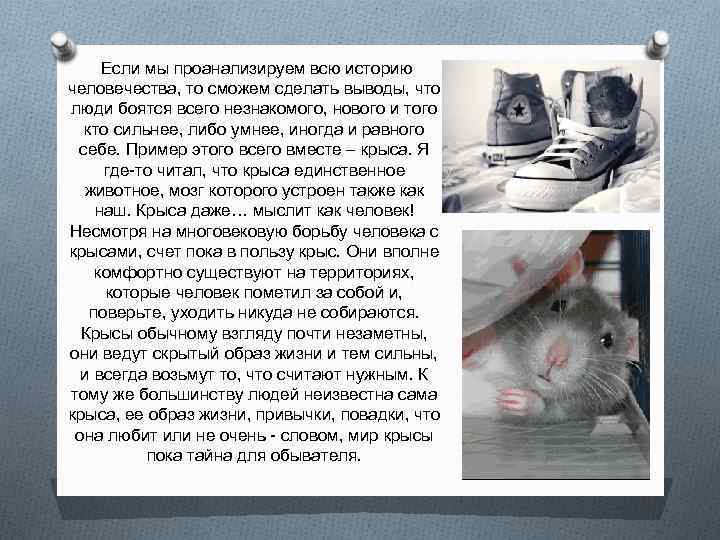 Крыса в доме: учимся ухаживать за живым символом года - стиль жизни