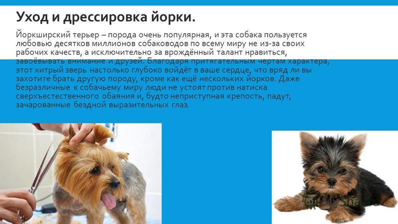 Йоркширский терьер: уход и питание