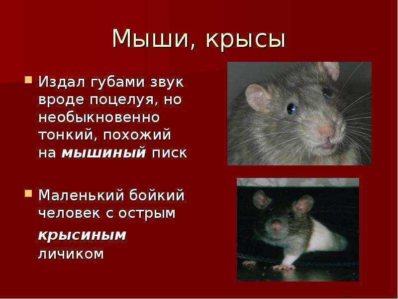 Странные звуки, издаваемые домашними крысами