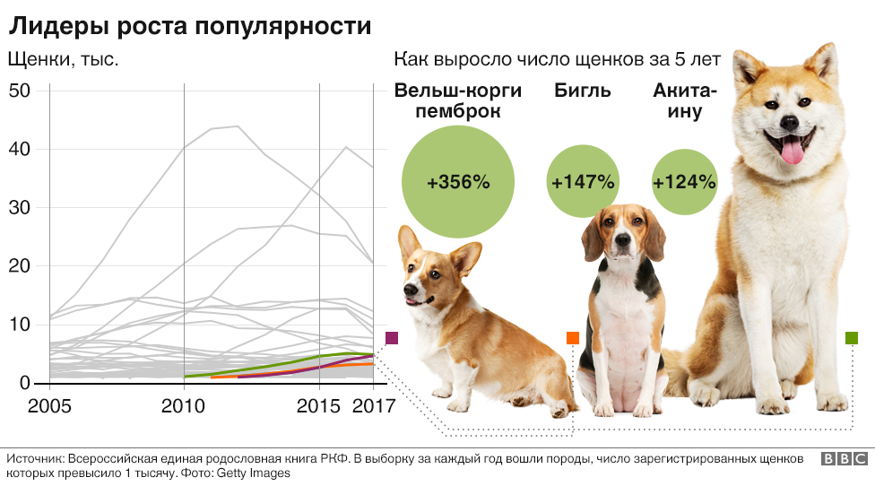 Самые дорогие собаки в мире — субъективный рейтинг | pet7