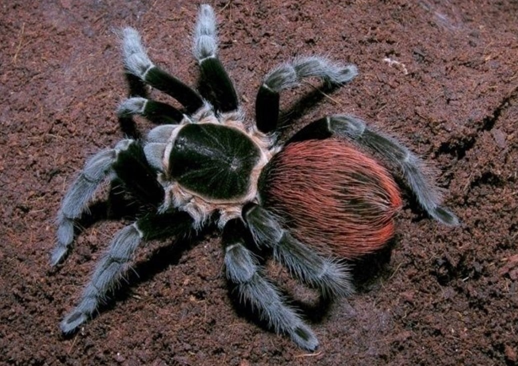 Brachypelma vagans /  megabrite ptitzeededition