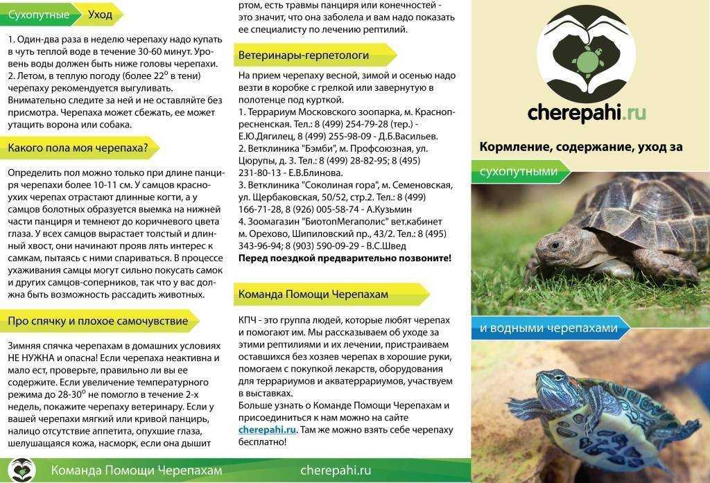 Плюсы и минусы содержания сухопутных и красноухих черепах в домашних условиях