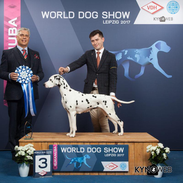 World dog show 2019 (чемпионат мира собак) | где пройдет, всемирная выставка